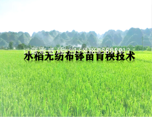 技术文章：水稻无纺布钵苗育秧技术